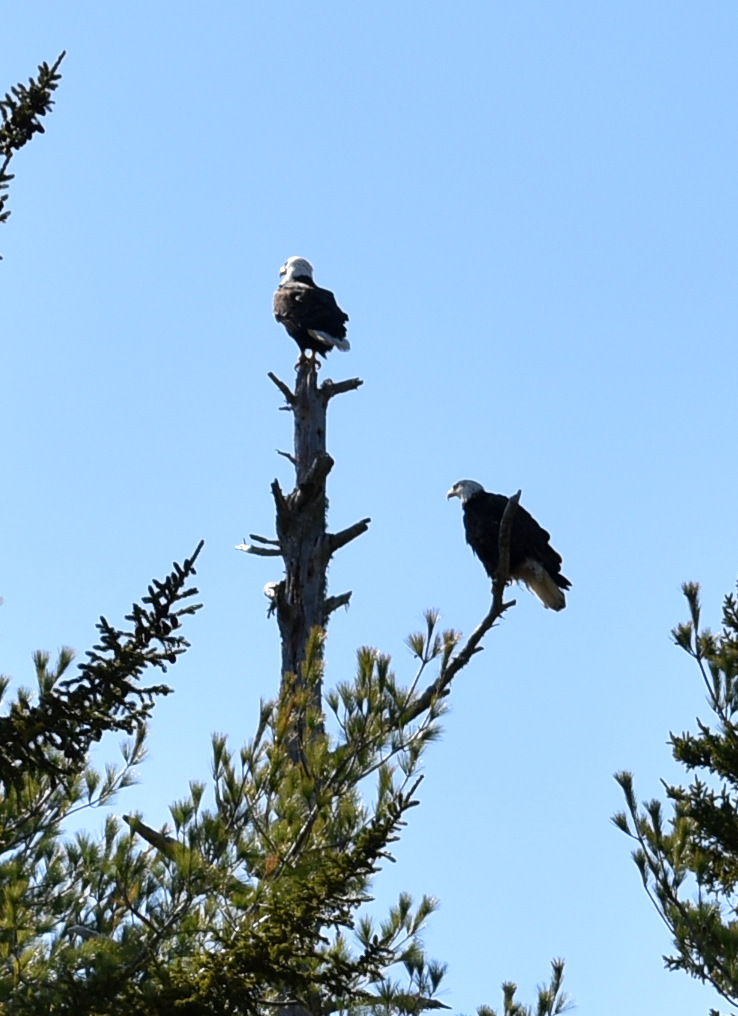 Two eagles in a tree