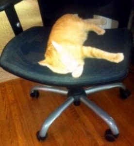 Cheeto sitting on Sue's desk chair