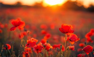 The sun sets over a poppy field