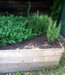Lush herbs growing side by side in a raised bed.